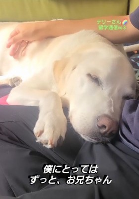 家族の膝に頭を乗せて眠る犬