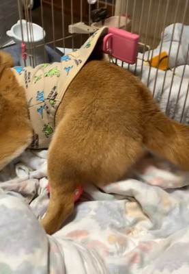 ハウスに入ろうとしないもふちゃん