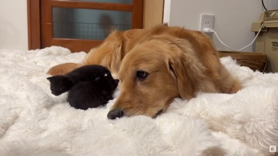 温かな触れ合いにホッコリ