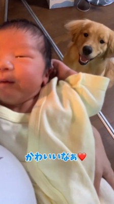 赤ちゃんを笑顔で見つめる犬