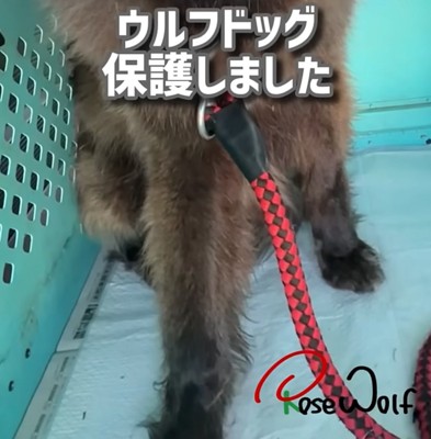 ウルフドッグの足元