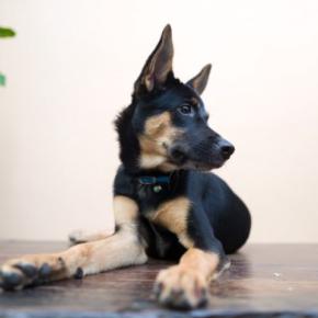 犬が『大嫌いな人』にする行動5選　どんな態度をみせる？苦手意識を持たれやすい人の特徴まで