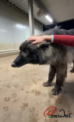 撫でられる犬