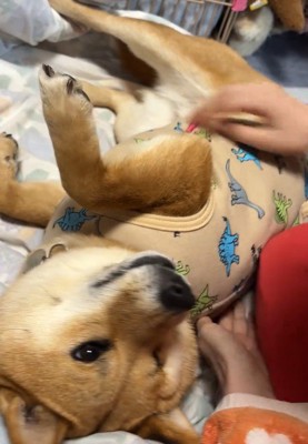 再びゴロ~ン