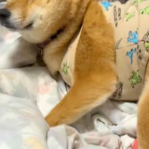 どうしても『人間のお布団』で寝たい犬→『ハウス』と言ってみたら…あからさまに『困り果てた表情』が22万再生「眉毛がｗ」「目で訴えてる」