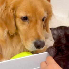 産まれたての『3匹の赤ちゃん保護猫』→大型犬が『怖がらせないように』と…尊すぎる光景が13万再生「愛くるしくてたまらん」「優しい目…」