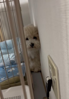 進んできたてんてん君