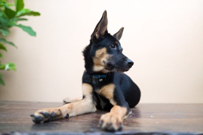 目をそらす犬