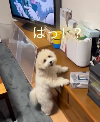おどろくてんてん君