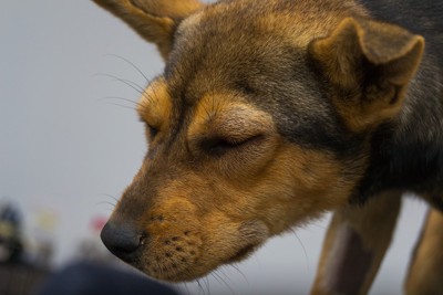 アナフィラキシーで顔が腫れた犬