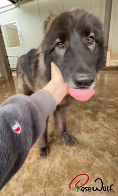 駆け寄ってくる犬