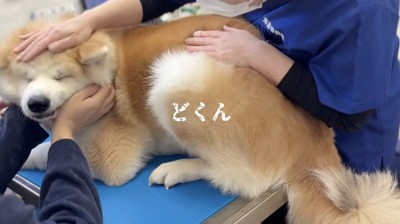 診察台の上で目を閉じる犬