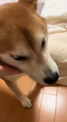 帰宅した飼い主に甘える犬