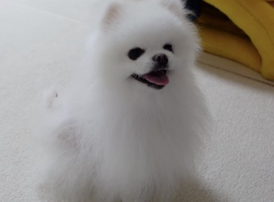 シャンプーをしてもらって毛並みがフワフワになった犬