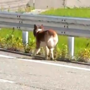飼い主が何度も変わり、山奥に捨てられた『放浪犬』→捕獲後、たくさん甘えてきて…『現在の光景』に涙が止まらないと23万再生「本当に感謝」