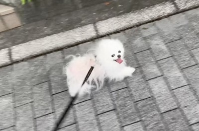 笑顔で道を歩く犬