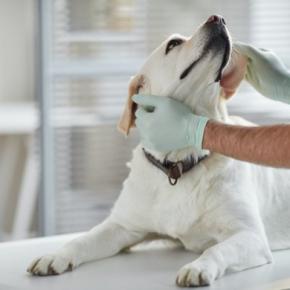 これって大丈夫?犬の「陰茎が出っぱなし」になる理由【獣医師執筆】