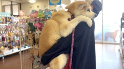 飼い主に抱っこされてペットグッズの店に入る犬