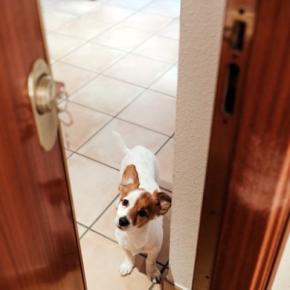 犬が飼い主の帰りを待っているときに思うこと3つ 留守番中の心理状態や意識すべき配慮まで