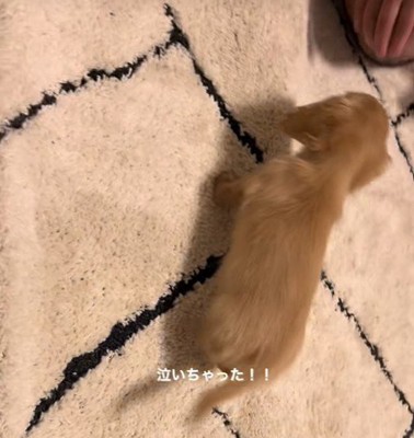 「助けて～」と飼い主さんのそばへ