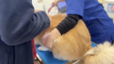 飼い主と先生に抱えられて診察台へ乗せられる犬