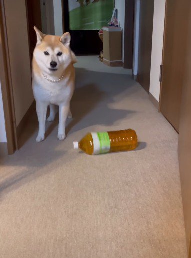 想像以上にデカかった！！