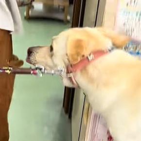 病院に来たらビビりまくる犬→『ママ、助けて!』なんとかして回避しようとする『子どものような光景』に反響「必死ww」「病院、怖いよねえ」