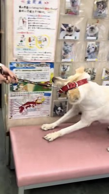 抵抗する犬、抜けそうな首輪