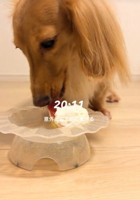 美味しそうにケーキを食べています♪