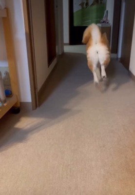 駆け出したまるちゃん！！
