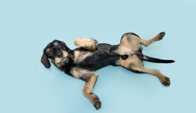 仰向けになってお腹を見せているオス犬