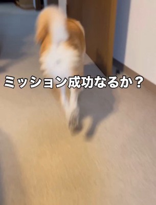 ちゃんと持ってこれるかな？