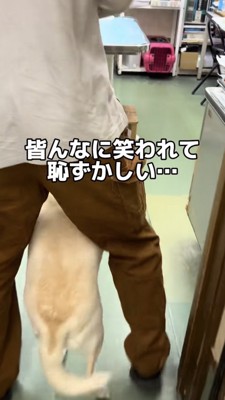 笑われながら診察室に連行される犬