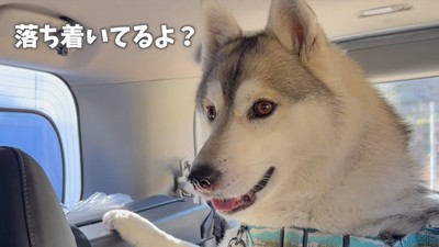 ハスキーのいちみちゃん