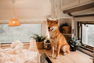 ボードの上で座る柴犬