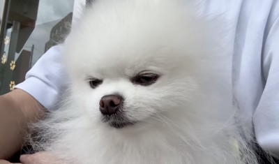 飼い主の腕の中で下を向く犬