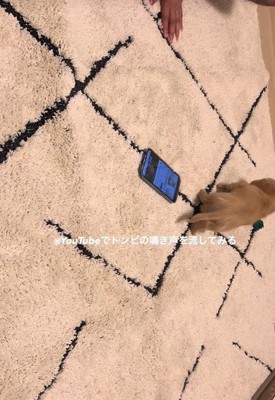 スマホでトンビの鳴き声を再生
