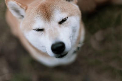 目を細めた柴犬