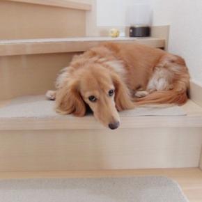 犬が『拗ねてしまう』飼い主のタブー行為4つ 愛犬がふてくされているときにみせる行動とは?