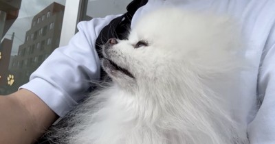 飼い主に抱っこされて病院を見つめる犬