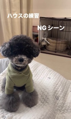 ハウスを失敗するさくらちゃん2
