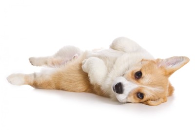 仰向けで寝転んでいる犬