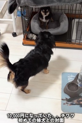 お互いに警戒し合う犬