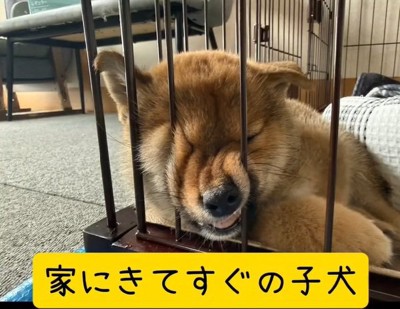 別の日のくまごろう君2