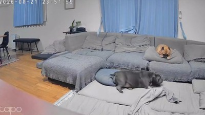 ソファの下でラブちゃんを見守る