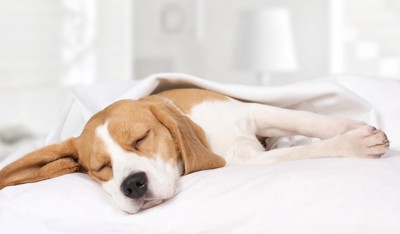 布団の中で眠る犬