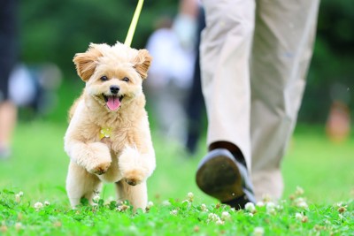 散歩でダッシュする犬