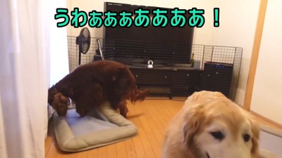 「やられた!」と勘違いして大暴れ