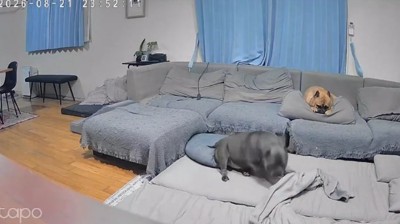 寝顔を見て満足