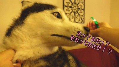 急にあたふたするエイトくん